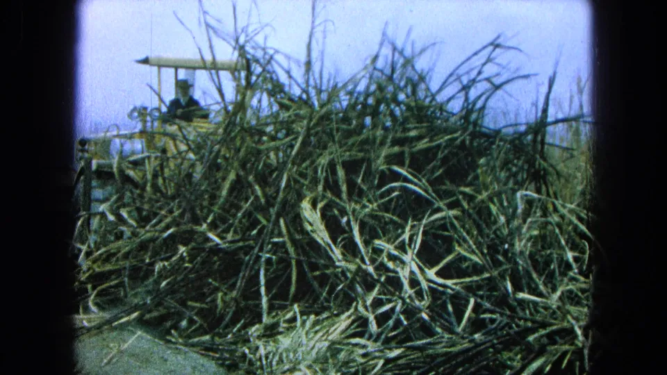 1965 Pueblo, Mexico frame showing dense cane stalks in front of a partially visible yellow tractor and operator position.