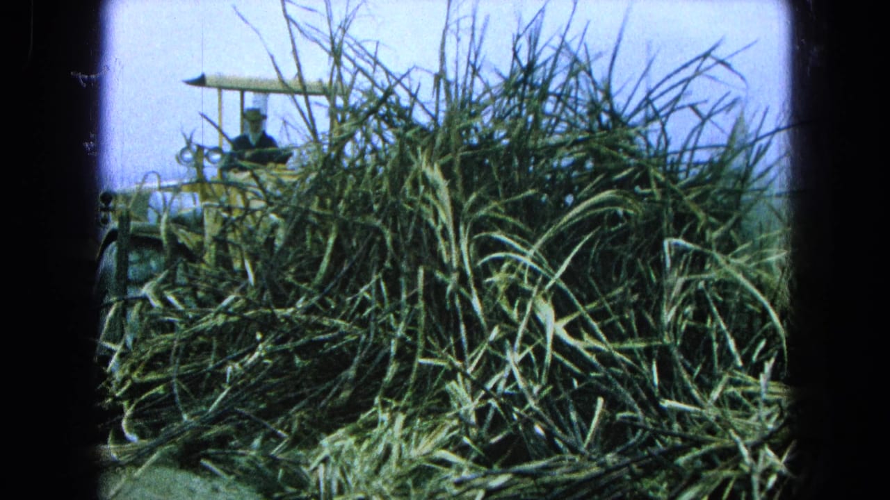Tall grass partly hides a yellow loader with an operator visible above it.