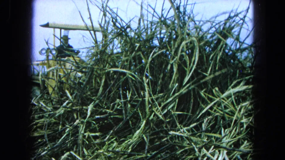 Tall vegetation dominates the frame as the loader and operator appear partly obscured in this 1965 Pueblo, Mexico footage.