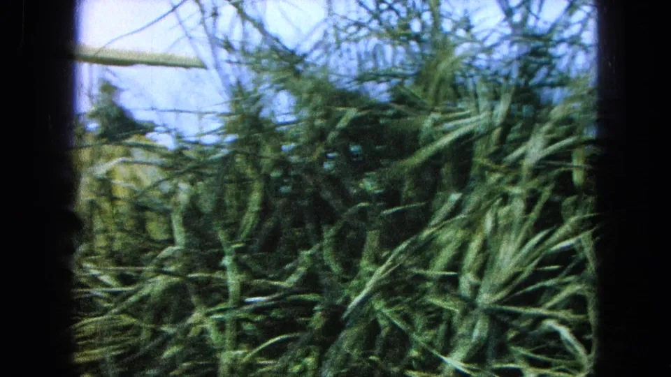 Close 8mm view of tangled cut grass, with only a small part of the yellow loader visible along the left edge.