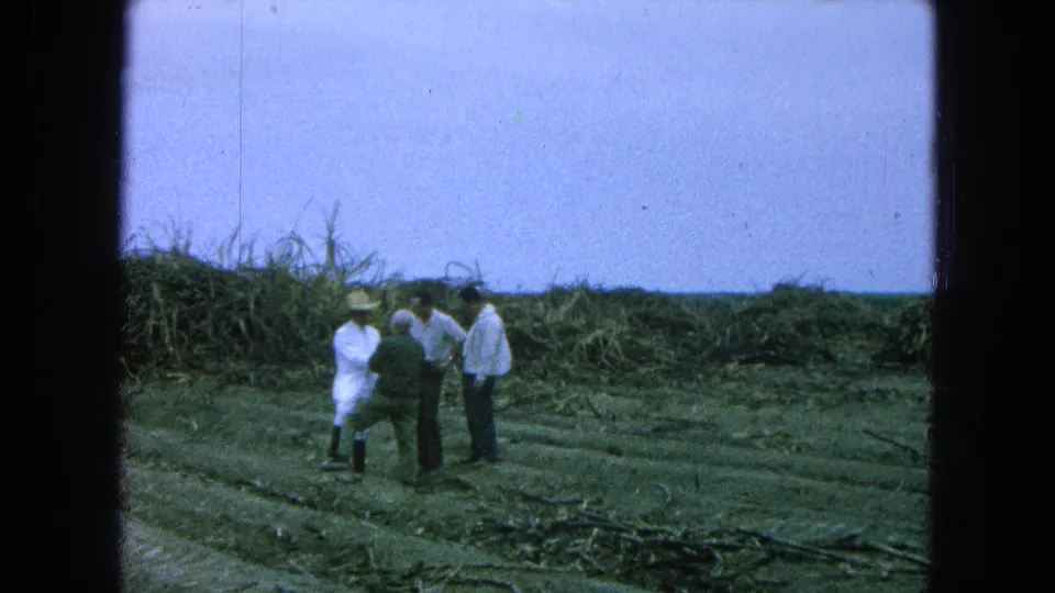 1965 Pueblo, Mexico 8mm frame showing several men in hats standing in a harvested field with piled cane-like vegetation behind them.