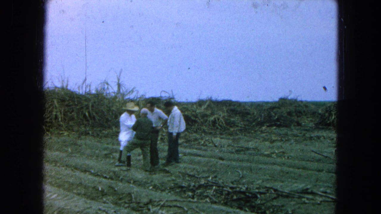 Four men stand talking in a harvested sugarcane field with cut stalks on the ground.
