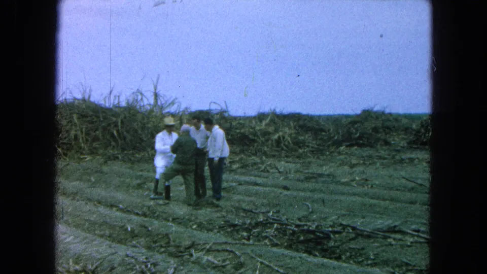 In the 1965 Pueblo, Mexico footage, four men stand together in a harvested sugarcane field with tall cane behind them.
