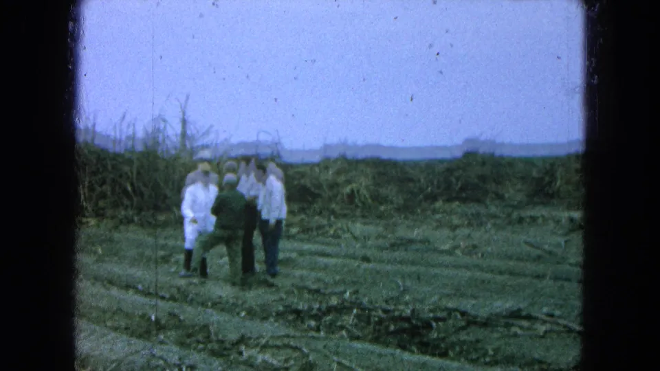 Four men appear in a Pueblo, Mexico cane field in 1965, framed by cut stalks, tall cane, and a hazy distant landscape.
