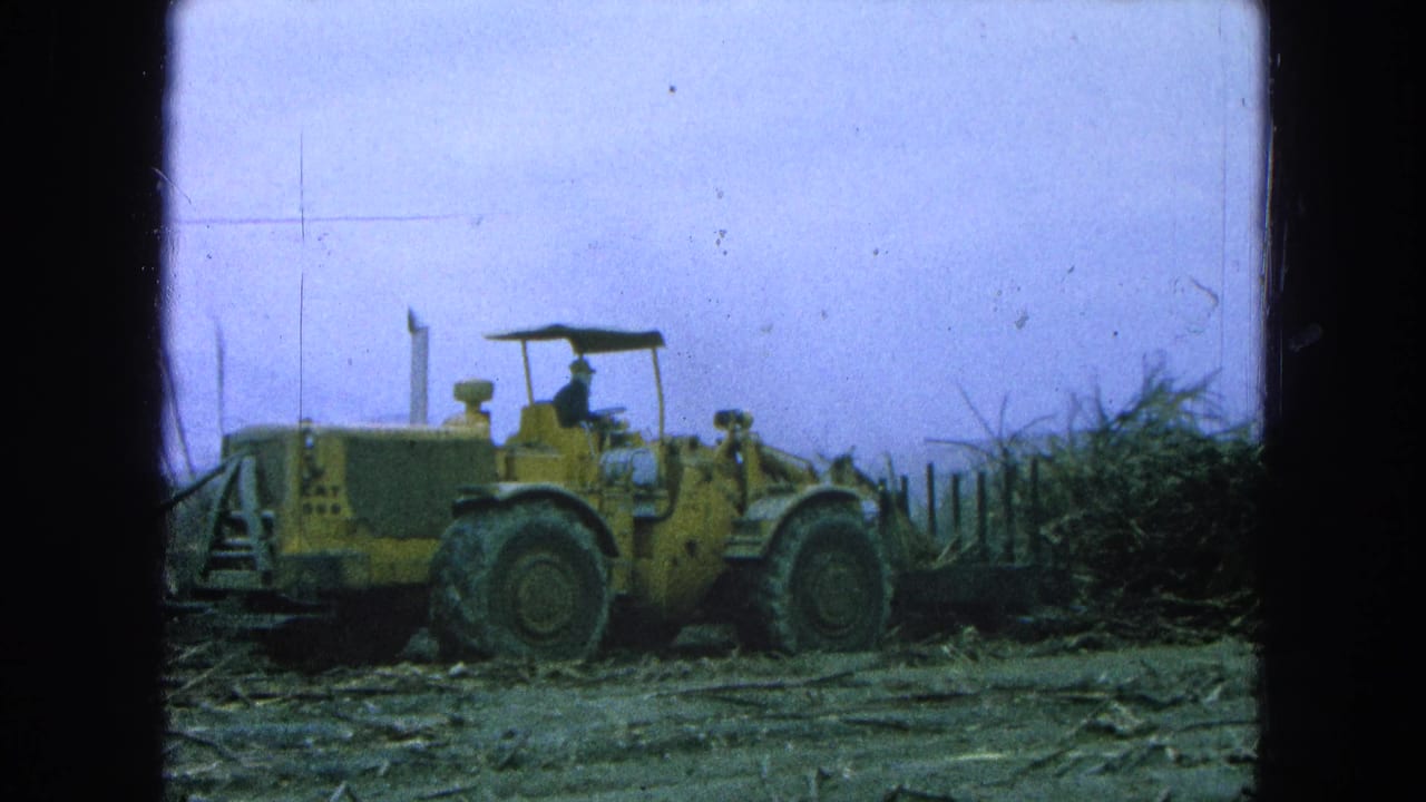 Yellow front-end loader beside cut cane in a muddy field.