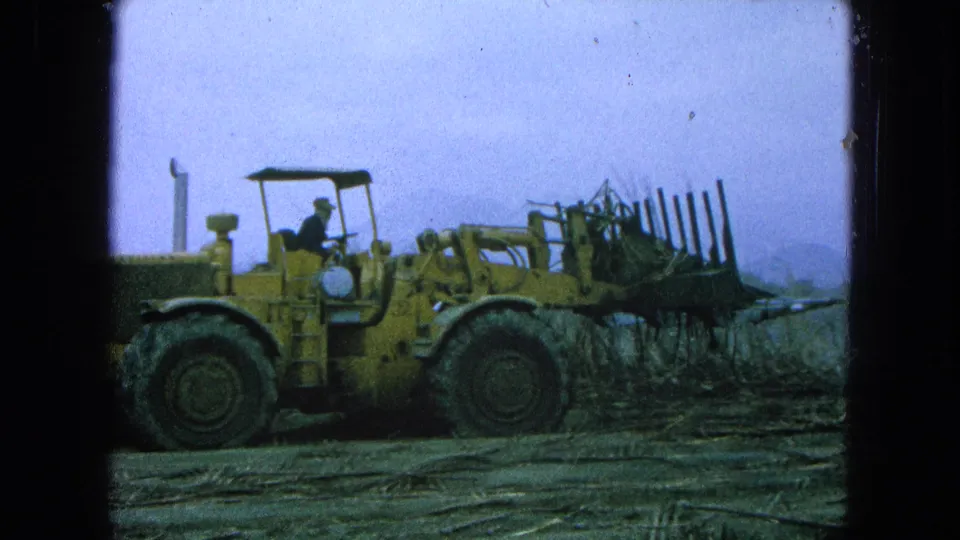 Side view of the yellow loader in a harvested sugarcane field, with the operator visible and cane stalks stacked at the front.