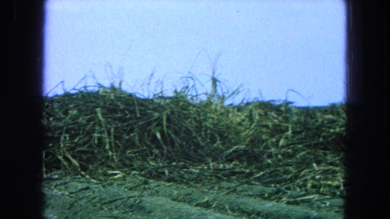 Tall green grass against a pale blue sky within dark 8mm frame borders.