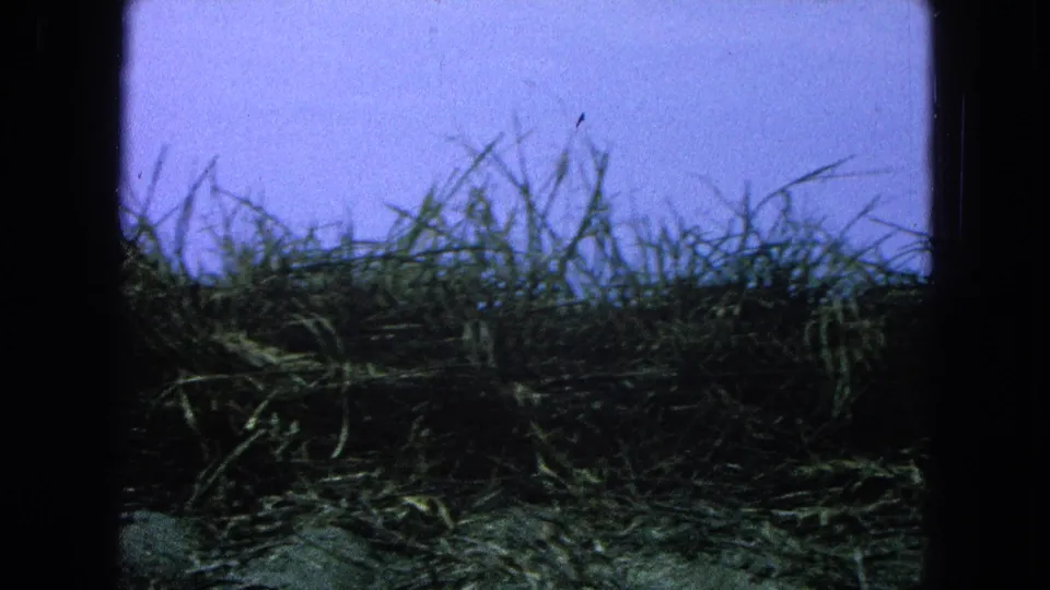 1965 rural Mexico home-movie frame showing tall grass, darker foreground ground, and blue sky with visible film grain.