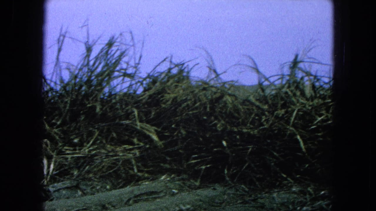 Sugarcane rows under a pale blue sky with no people in this frame.
