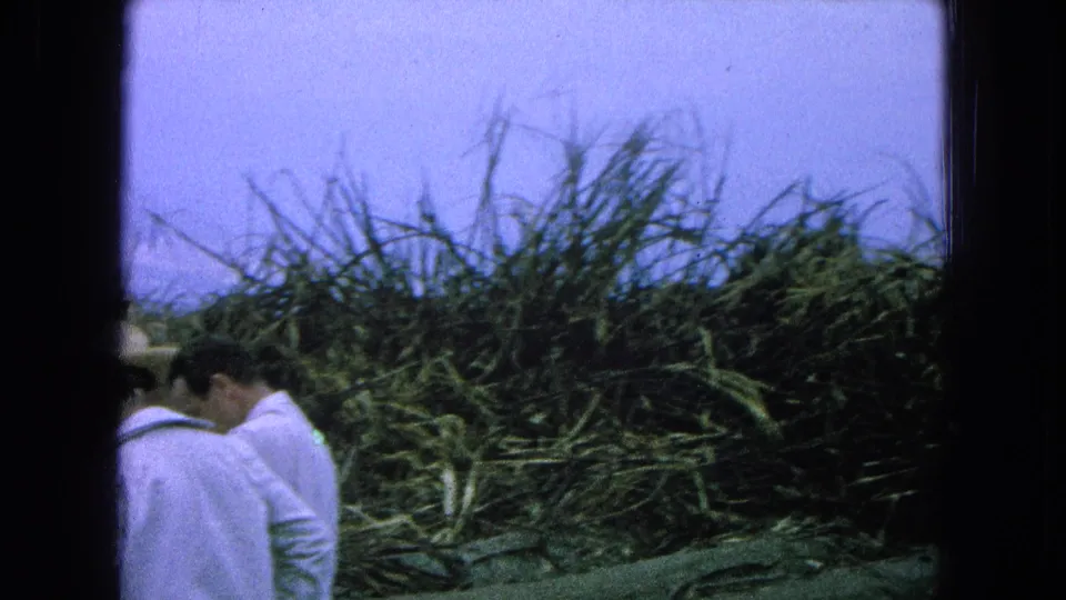 Two farm workers in white shirts appear near dense sugarcane in 1965 Pueblo, Mexico home-movie footage.