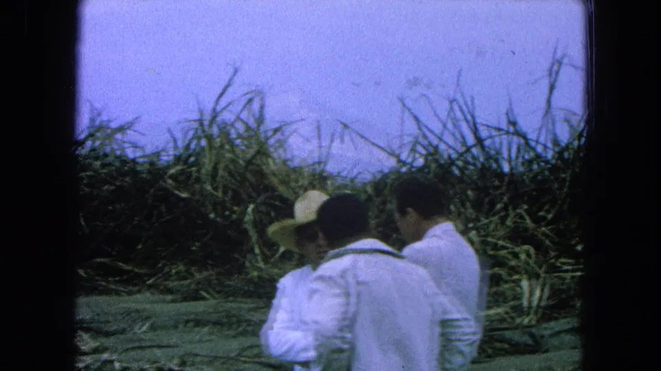 Three men in light shirts, including one with a straw hat, stand near sugarcane in 1965 Pueblo, Mexico footage.