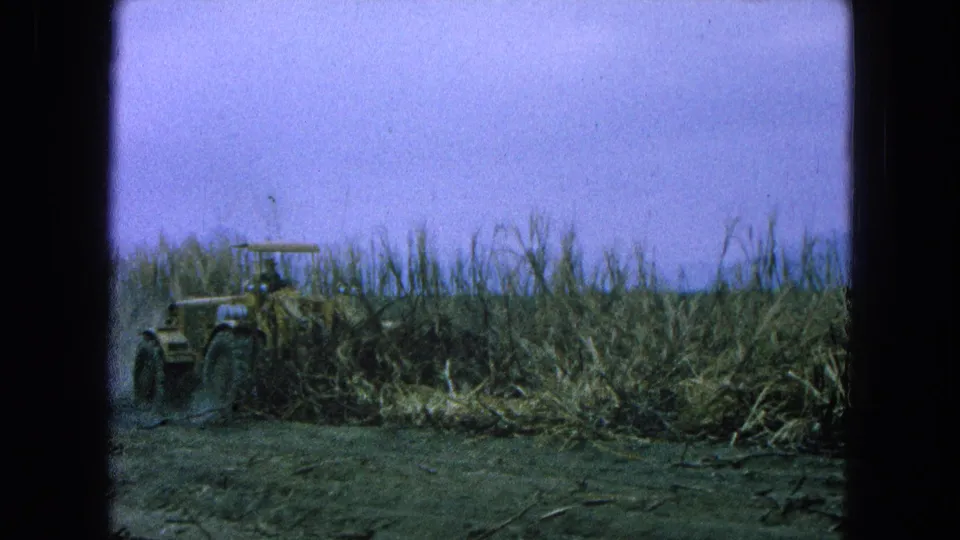 A tractor moves near a sugarcane field in 1965 Pueblo, Mexico 8mm footage, with cane rows and open soil visible.