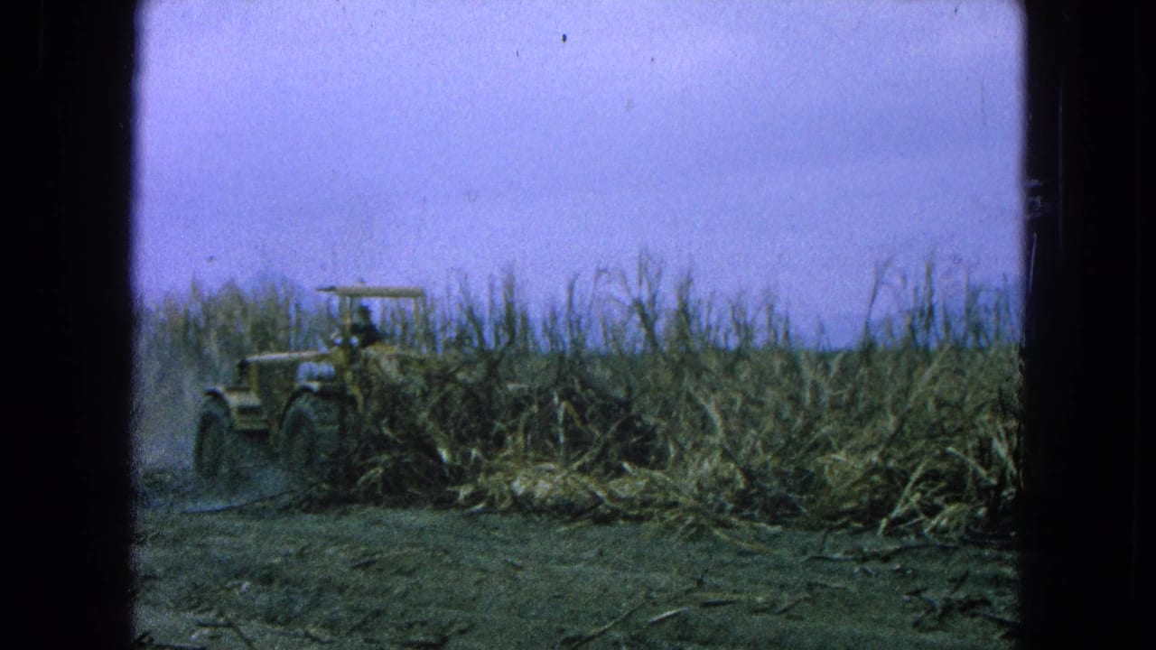 Yellow tractor entering a tall sugarcane field beside muddy rutted ground.