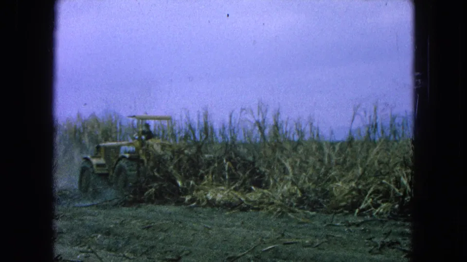 In 1965 Pueblo, Mexico, a tractor operator appears at the edge of a dense sugarcane field on faded 8mm film.