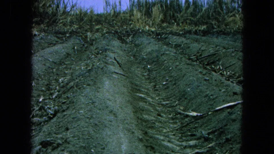 Rutted farm ground and cut stalks fill the foreground, with sugarcane rising behind on 8mm footage from Pueblo, Mexico.