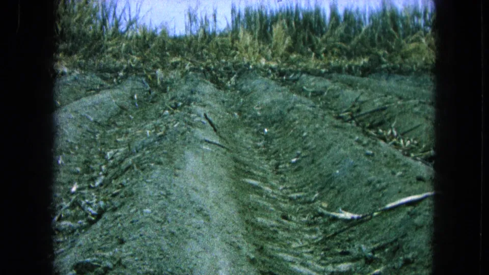 A muddy track through harvested or cleared cane ground leads toward tall sugarcane in this faded 1965 rural Mexico frame.