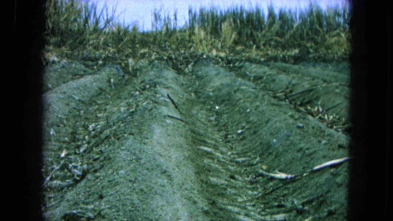 Plowed field with tire tracks, cane debris, and tall green sugarcane beyond the rows.