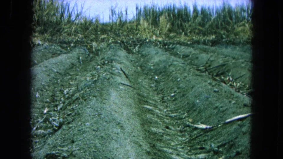 1965 Pueblo, Mexico 8mm frame showing plowed soil rows, tire ruts, scattered sugarcane debris, and tall cane at the field edge.