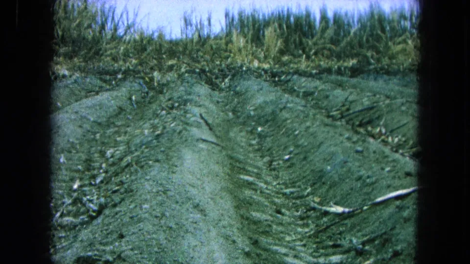 1965 Pueblo, Mexico field view with dark rutted soil, plowed rows, cane debris, and a dense line of sugarcane under bright sky.