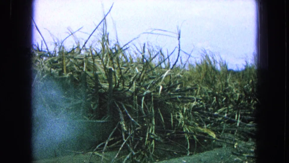 1965 Pueblo, Mexico 8mm frame from a low field-edge angle, with sugarcane stalks, pale dust or exhaust haze, and bright overexposed sky.