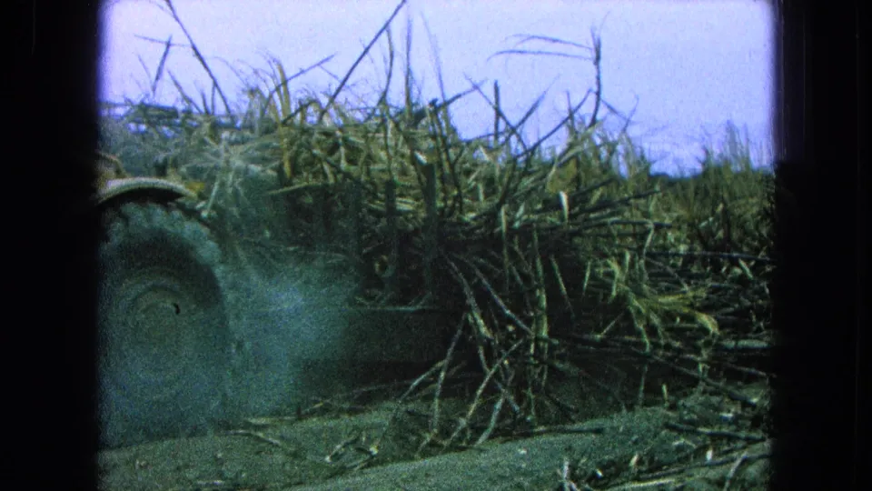 1965 Pueblo, Mexico frame showing part of a large vehicle tire near cut sugarcane stalks, with dust or exhaust haze along the field edge.