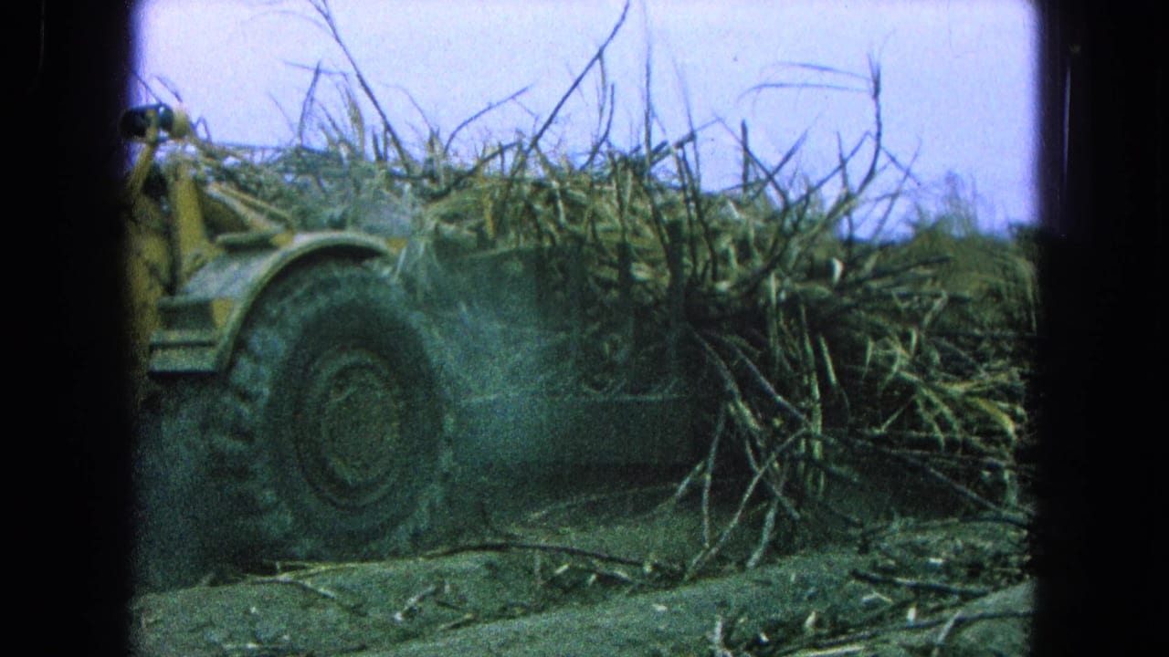 Yellow tractor tire beside a mass of cut sugarcane stalks in a dusty field.