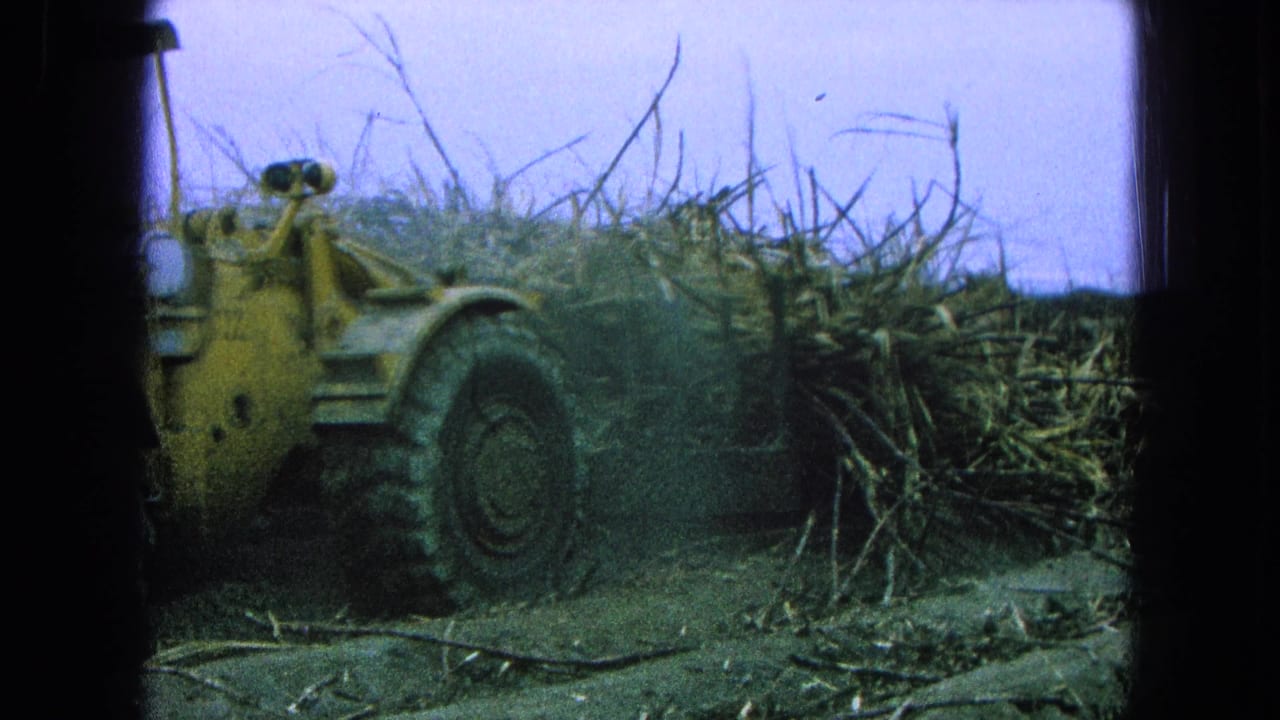 1965 Pueblo, Mexico frame of a yellow tractor moving a dense load of sugarcane stalks under a hazy sky.