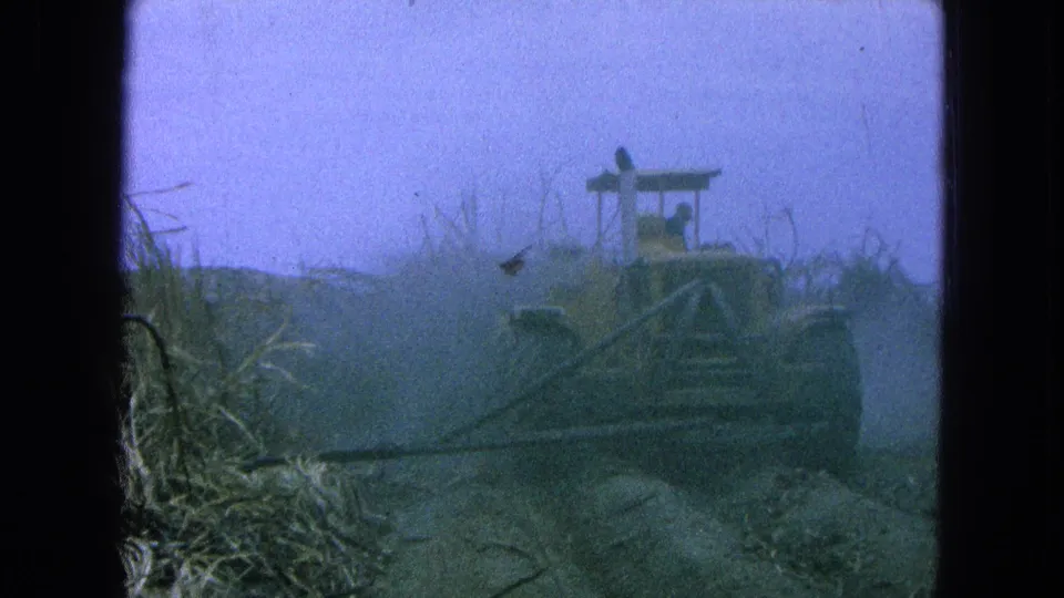 Rear view from the 1965 Pueblo, Mexico footage, with the tractor partly hidden by dust and cane stalks.