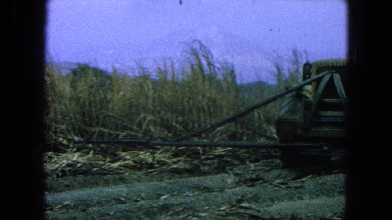 Side of a yellow tractor and long cutting arm beside tall sugarcane.