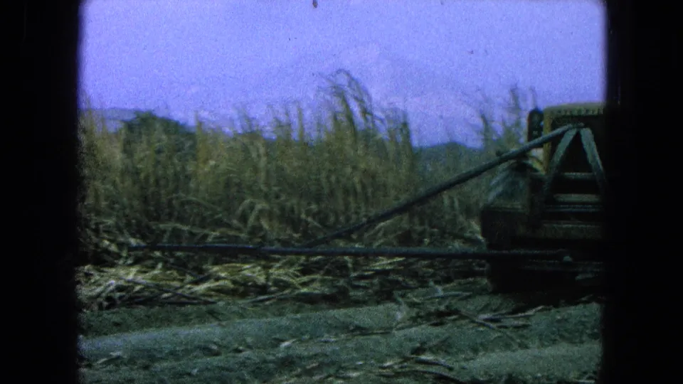Yellow farm tractor with a long mechanical arm works along a sugarcane row in 1965 Pueblo, Mexico footage.
