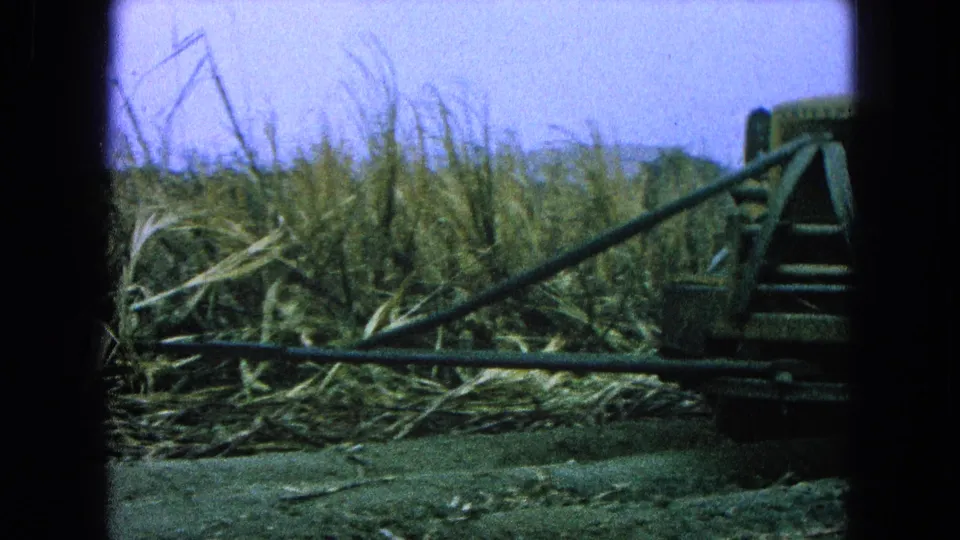 Close side view of farm machinery moving through sugarcane, with cut stalks lying across the field.