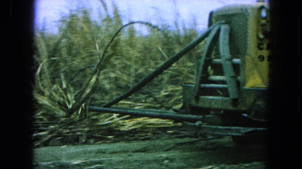 A yellow tractor side with visible markings and a long arm passes dense sugarcane in the 1965 Mexico field scene.