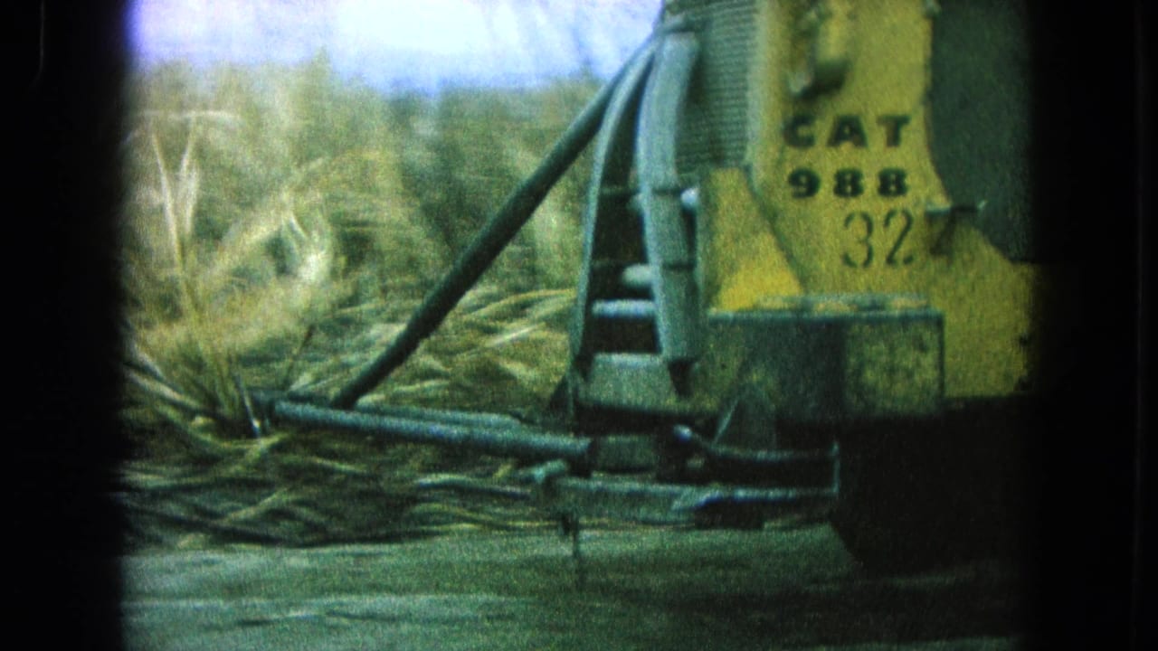 Close view of a yellow Caterpillar loader beside cut sugarcane in a field.