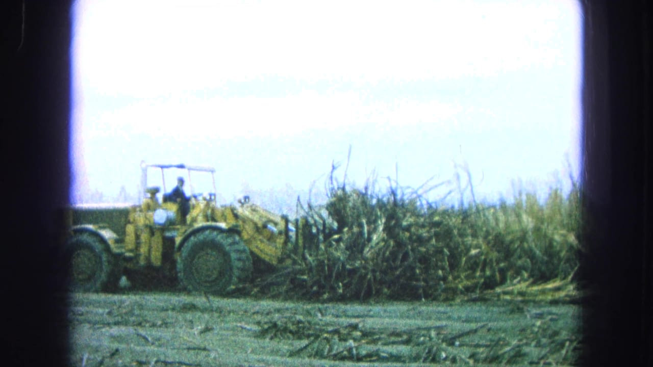 Yellow front-end loader pushes into a pile of sugarcane with a driver in the cab.