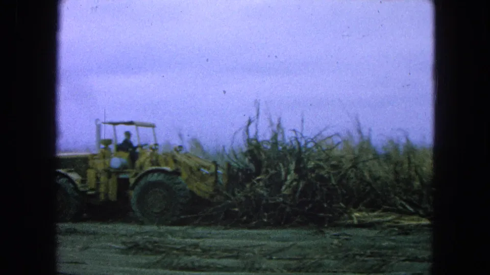 1965 Pueblo, Mexico home-movie frame showing the loader partly in profile as it handles cut cane in the field.