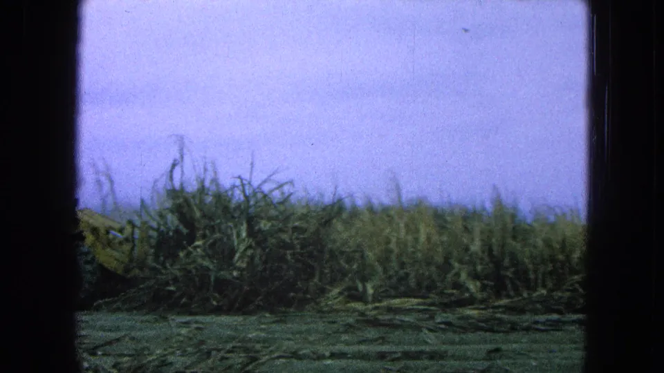 1965 Pueblo, Mexico frame with the loader partly off frame while cut sugarcane fills the foreground and standing cane remains behind.