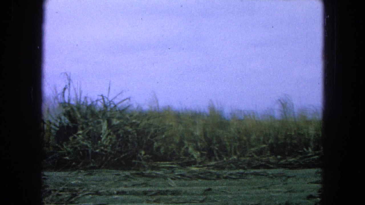 Tall green grass beyond a cleared foreground under a pale sky, framed by dark film borders.