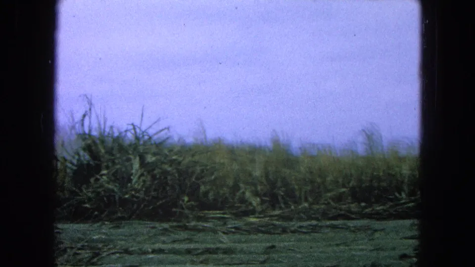 1965 8mm home-movie frame from Pueblo, Mexico showing tall grass and a cleared foreground beneath a pale purple sky.