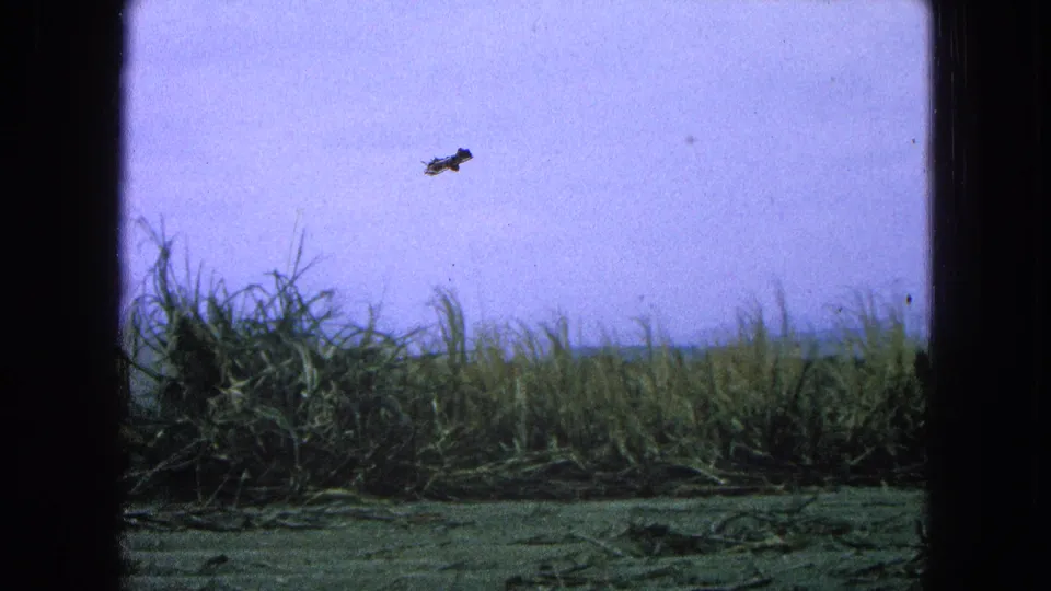 1965 8mm frame of a rural Pueblo, Mexico grass field with scan specks and plant debris in the foreground.