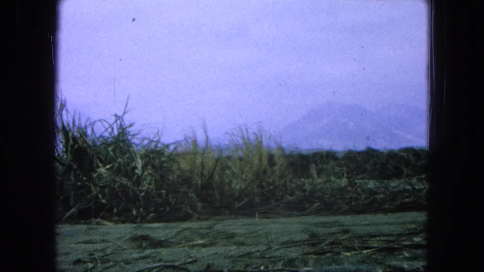 1965 Pueblo, Mexico home-movie frame showing tall brush in a rural field with hazy mountains beyond.
