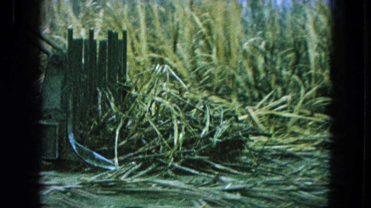 Rake attachment pushes a pile of dry stalks at the edge of tall vegetation.