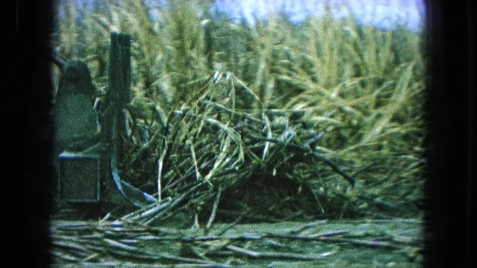 A close 8mm view from Pueblo, Mexico, 1965 shows piled cane-like stalks and part of the machine at the field edge.