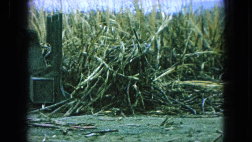 The final frame shows a dense stalk pile in Pueblo, Mexico, 1965, with part of the farm machine at left and tall vegetation behind.