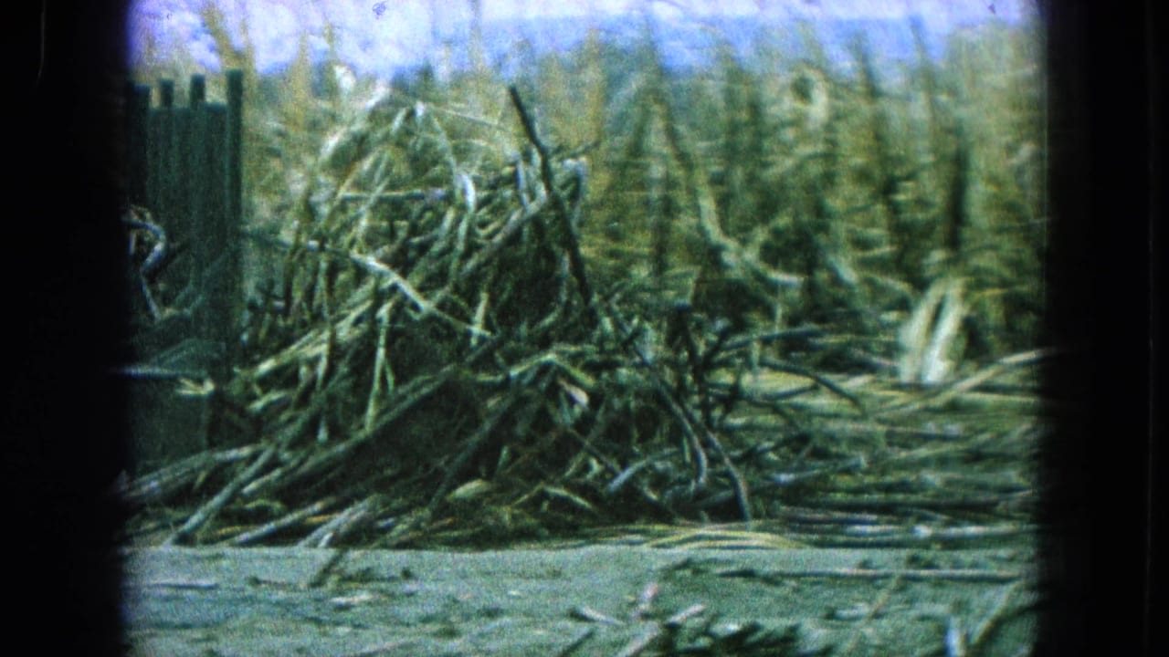 Pile of harvested sugarcane beside a rough fence under a bright sky.