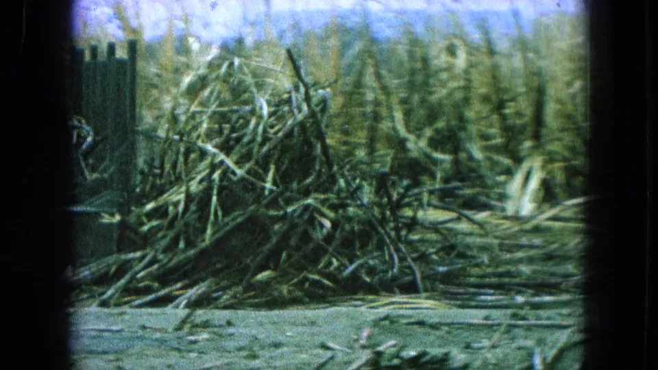 1965 Puebla, Mexico 8mm frame showing harvested sugarcane piled in a rural field near a rough wooden fence.