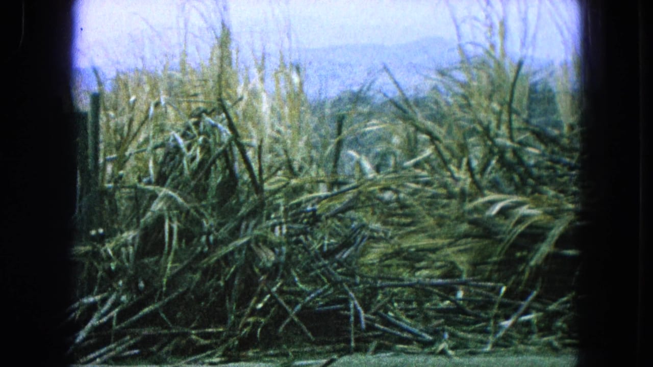 Dense pile of cut sugarcane stalks with dry brush and pale sky behind it.