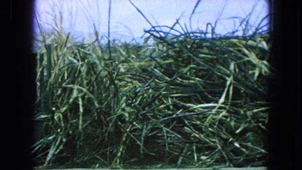 Close 8mm view of a dense harvested sugarcane pile in rural Puebla, Mexico, with stalks crossing the frame.