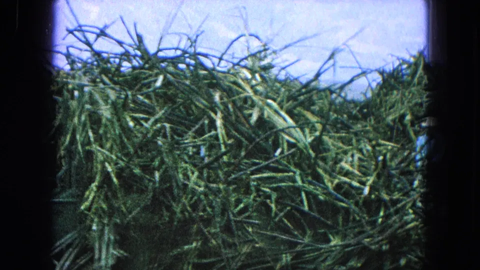 1965 Puebla, Mexico frame with a large pile of harvested sugarcane stalks photographed close against a bright sky.