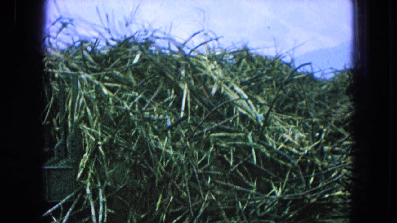 Tall cut vegetation fills the frame with hazy mountains behind it.
