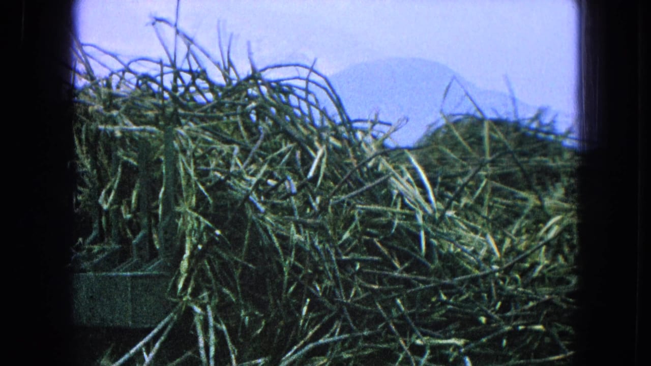 A close view of stacked vegetation in a rural Mexican field, with blue haze, mountains, and 8mm frame edges visible.
